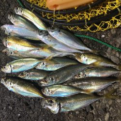 夜サビキでアジ良好